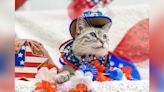 Cecily the cat has a lifelong disability. It hasn’t stopped her from spreading positivity online through fashionable outfits