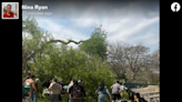 Tree limb crashes onto family visiting San Antonio Zoo, hospitalizing 7, officials say