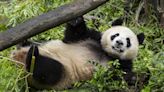 Pair of giant pandas from China acclimating to new home at San Diego Zoo