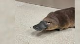 Little Platypus Gets An Adorable Checkup After Being Found Far From Home