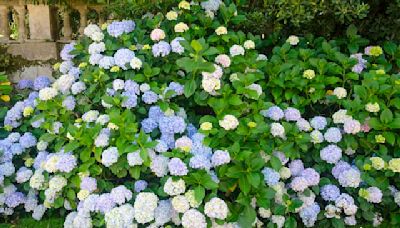 Are Your Hydrangeas Drooping? This Gardening Pro Shares How to Fix It