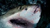 “Shark Week” de Discovery presenta tiburones caminantes