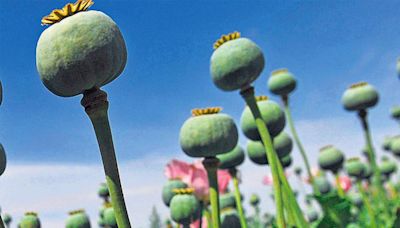 Afghanistan has massive opium stockpiles despite Taliban ban: UN report