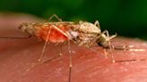 Alabama sees first case of rare blood-borne mosquito virus, also seen in Florida