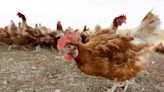 Bird flu infects Iowa egg farm with 1 million chickens