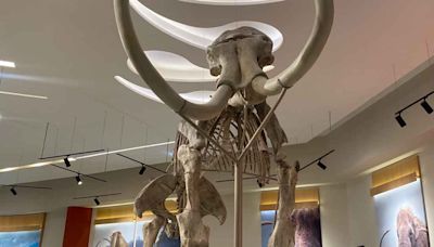 Los mamuts que te vigilan en el museo “Quinametzin”