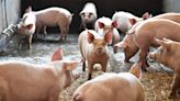 Artificial tissue reverses erectile dysfunction in pig penis, new study reveals