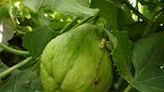 Mercados venden hasta en $120 el kilo de chayote