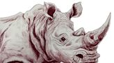 Implantan isótopos radiactivos en cuernos de rinocerontes para protegerlos de la caza furtiva