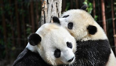 China sends new pandas to US for first time in 2 decades