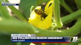 HomeGrown: Bee population in Yuma County - KYMA