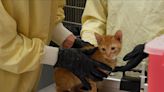 Nearly 40 cats rescued from closed motel, HSPPR needs help