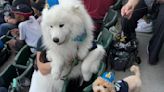 Mariners caps for pups draw fans