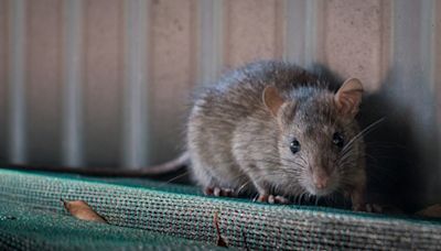9 Students Bitten By Rats At Girls Hostel In Telangana