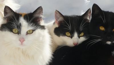 Razas de gatos: historia, comportamiento y estilo de vida que necesita el Bobtail japonés de pelo largo