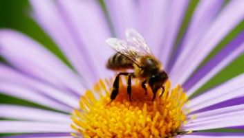 City of Albuquerque asks for residents to protect New Mexico pollinators