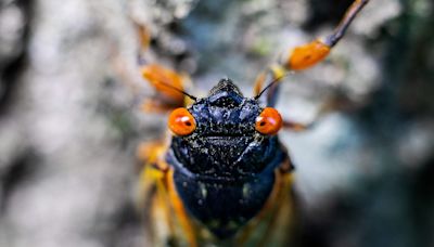 Cicadas spotted in Illinois: See US map, latest emergence info for Brood XIX and XIII