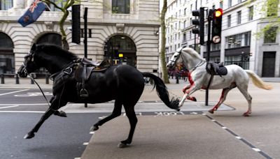 Riderless Royal Horses Bolt Through London, Scattering Bystanders and Streaming Blood