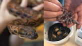 Male snake called Ronaldo gives birth to 14 babies in rare 'virgin birth'