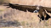 Shift in India's Vulture Population Linked to Half a Million Human Deaths