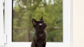 Foster Kitten Climbing Window Blinds Defies Landlord's Pet Rules Like a Boss