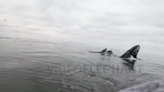 Watch 2 whales breach just feet from delighted paddleboarder in Pismo Beach CA