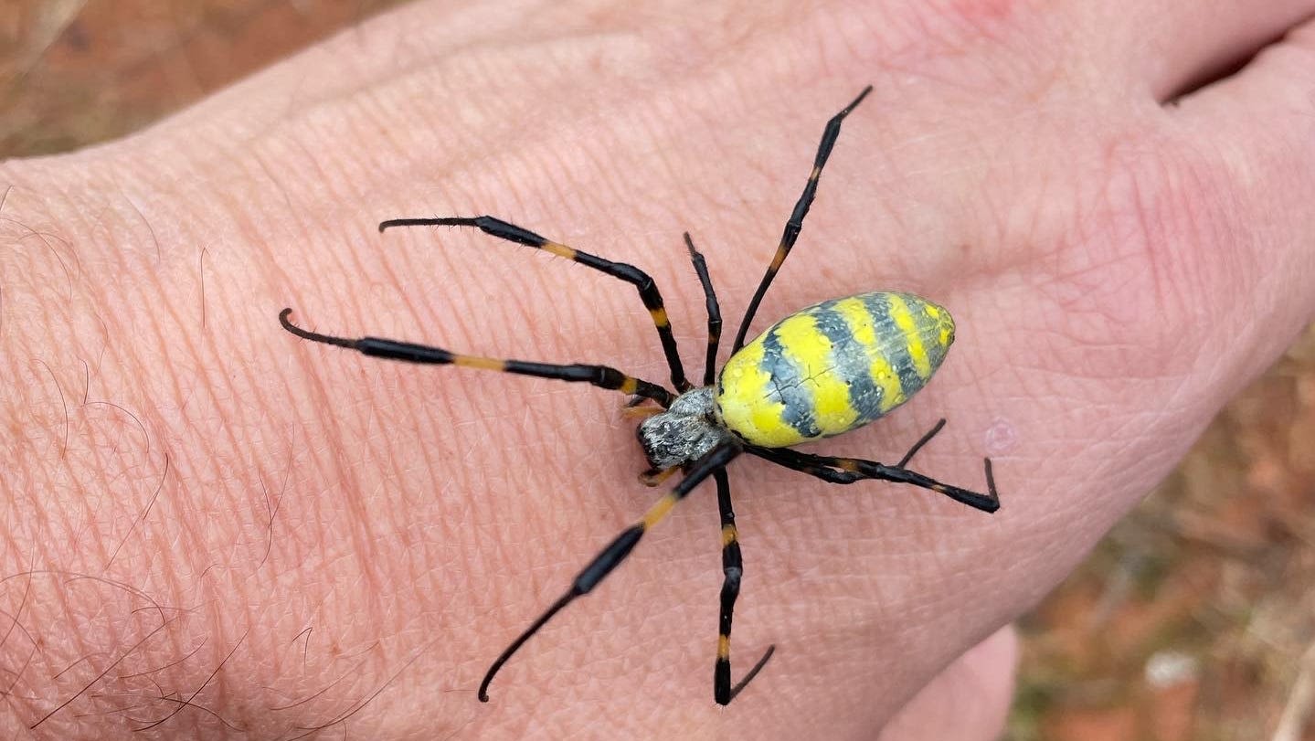 Large, flying, invasive Joro spiders are on their way to NJ. Everything you should know