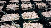 The ‘Save the Oceans’ Tax Break: Recycling Oyster Shells