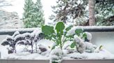 10 Vegetables Great to Grow in Winter, Plus Care Tips They Need to Thrive