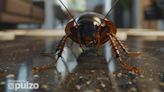 Super cucarachas: cuáles son y por qué son más peligrosas que las otras