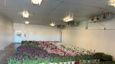 ‘We don’t want to sell just stems’: Holland moves 1,500 pots of tulips inside, slowing bloom