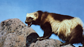 Plan envisions possibly 45 wolverines being reintroduced, none to Grand Mesa
