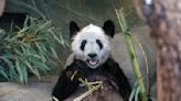 Ya Ya the giant panda heading to China after 20 years in US