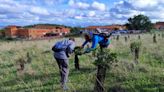 ARBA denuncia al Ayuntamiento de El Molar por arrasar con 400 árboles que había plantado la ciudadanía