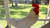 Bachelor rooster seeking henhouse to protect