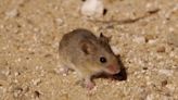 ¡Atención! Detectan hantavirus mortal en ratón ubicado en Condado de San Diego