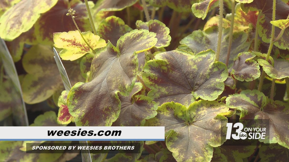 Sponsored: Weesies Brothers Garden Centers are ready to bring spring and summer color to your life