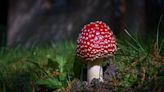 Magic mushroom drug used along with therapy can alleviate severe depression, new trial finds