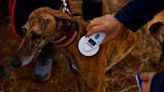 Hunters and animal rights protestors clash over amendments to Spain’s pet protection laws
