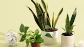 Where to Buy Plants Online