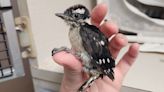 Downey Woodpecker fledgling rehabilitated and released by PRWC