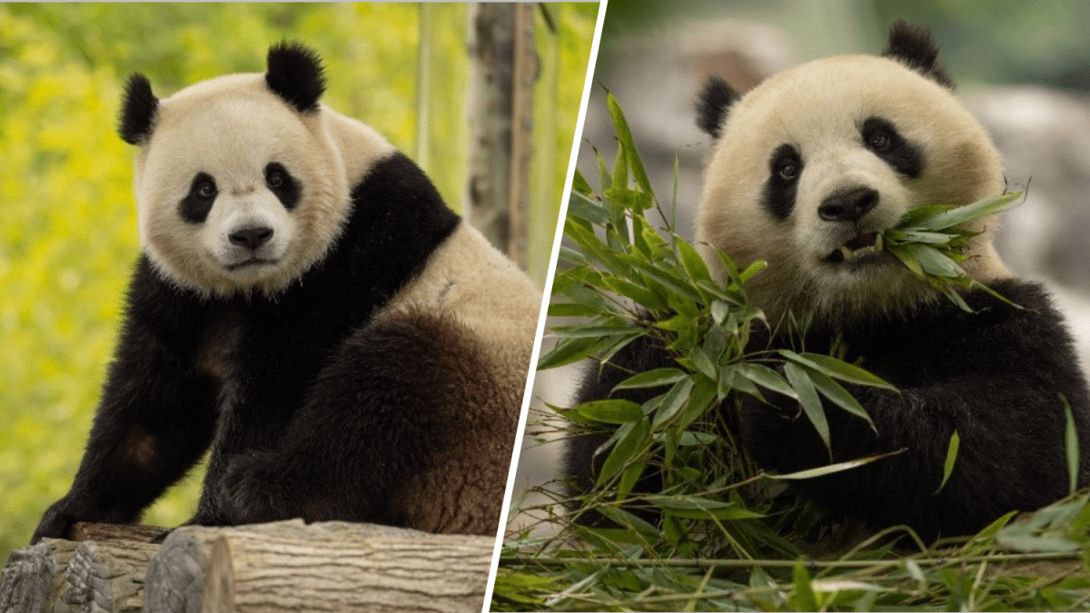 Pandas to return to DC's National Zoo