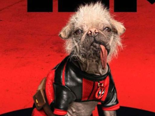 Who is Dogpool? How Deadpool & Wolverine's Peggy went from being 'Britain's ugliest dog' to online sensation