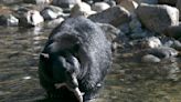 Killer bear: Woman's death inside her home marks California's first fatal black bear attack