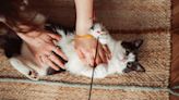 Does your cat scratch you during play? Put an end to the ouch with this expert’s 10 tips