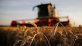 Strategie Grains cuts EU cereal crop forecasts on weather woes