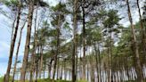 The dreamy pine forest walk that emerges onto a secret beach with a 150-year-old lighthouse