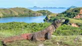 How And Where To See Komodo Dragons In The Wild