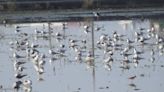 吃滷肉飯能「保育水鳥」 特生中心解答關鍵在「紅蔥酥」