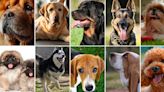 Etimología canina: la historia detrás de los nombres de las razas de los perros